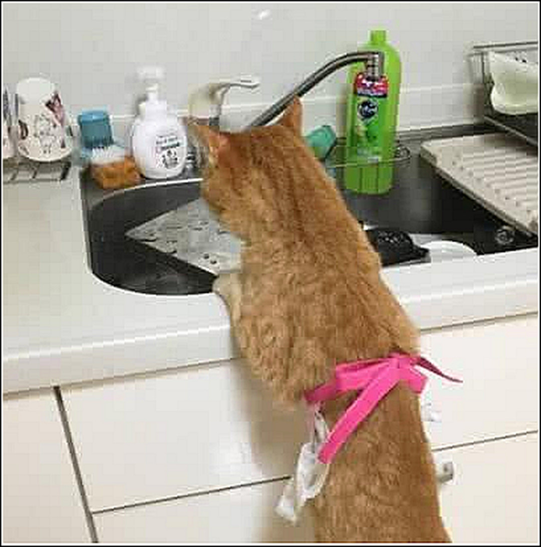 男子出差忘倒猫粮,担心会饿到橘猫,三天后回来一看傻眼了|猫粮|猫咪