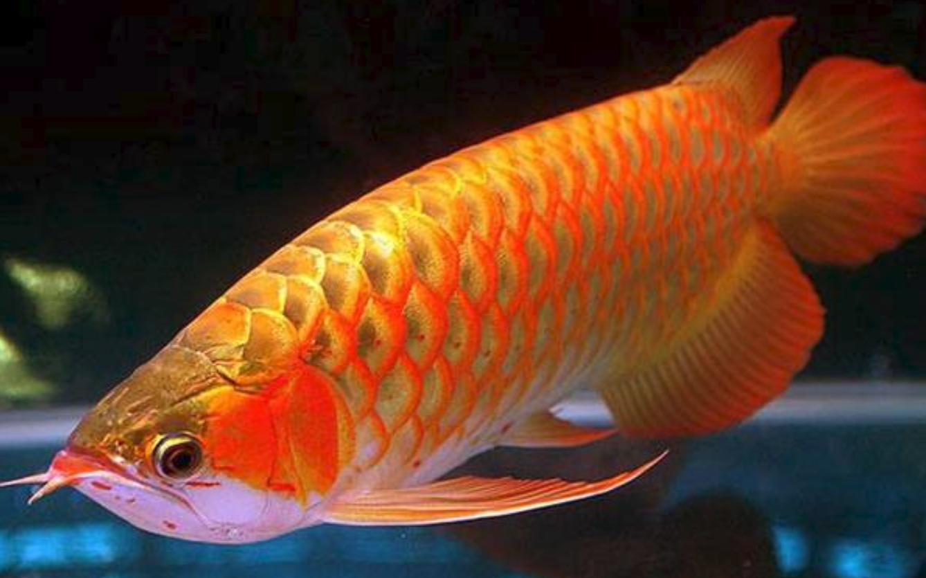 鲤鱼跃龙门之后就变成了这种曾卖到30万美元一只的龙鱼吗