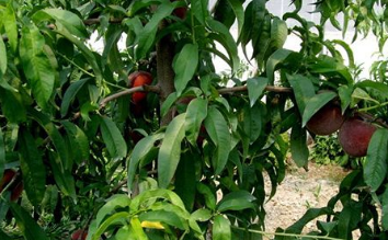 农村种植这种特种水果,一斤60元,每亩产量高达