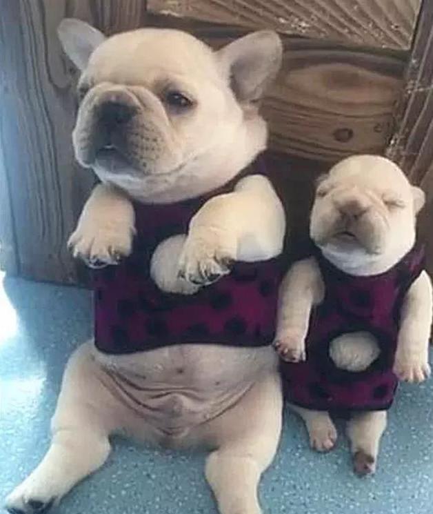 法斗们做错事被主人罚站最后居然站得睡着了