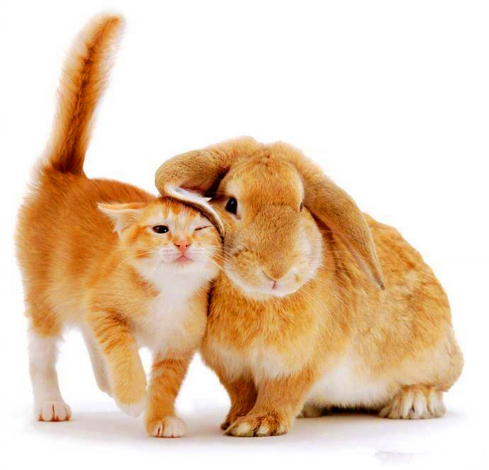 说起猫咪以及兔子的最强cp,你见过哪些猫咪兔子呢?虹猫蓝兔算吗?