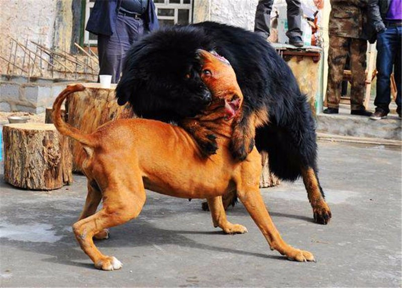 藏獒和比特犬现场厮杀在凶猛的藏獒面前比特犬完全没有胜算