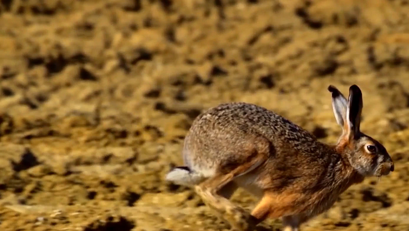 数量超过100亿只,轰炸机都炸不完|轰炸机|澳大利亚|澳洲_新浪新闻