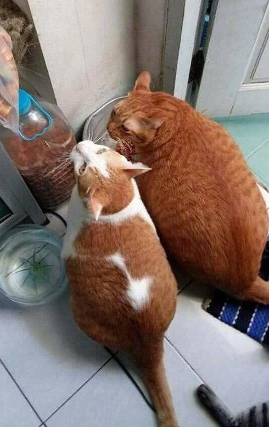 10只橘猫9只胖,还有一只赛大象!网友:这2只橘猫加起来50!