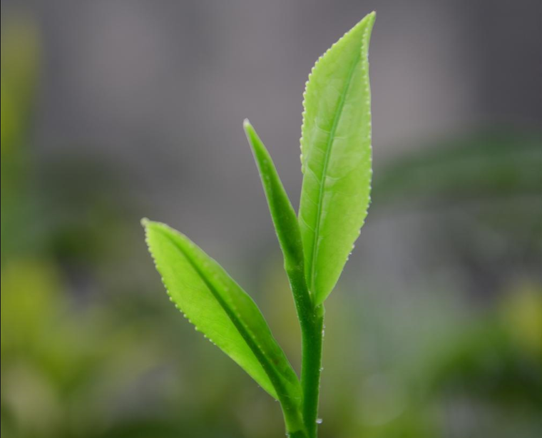 春茶|新茶|茶叶_新浪新闻