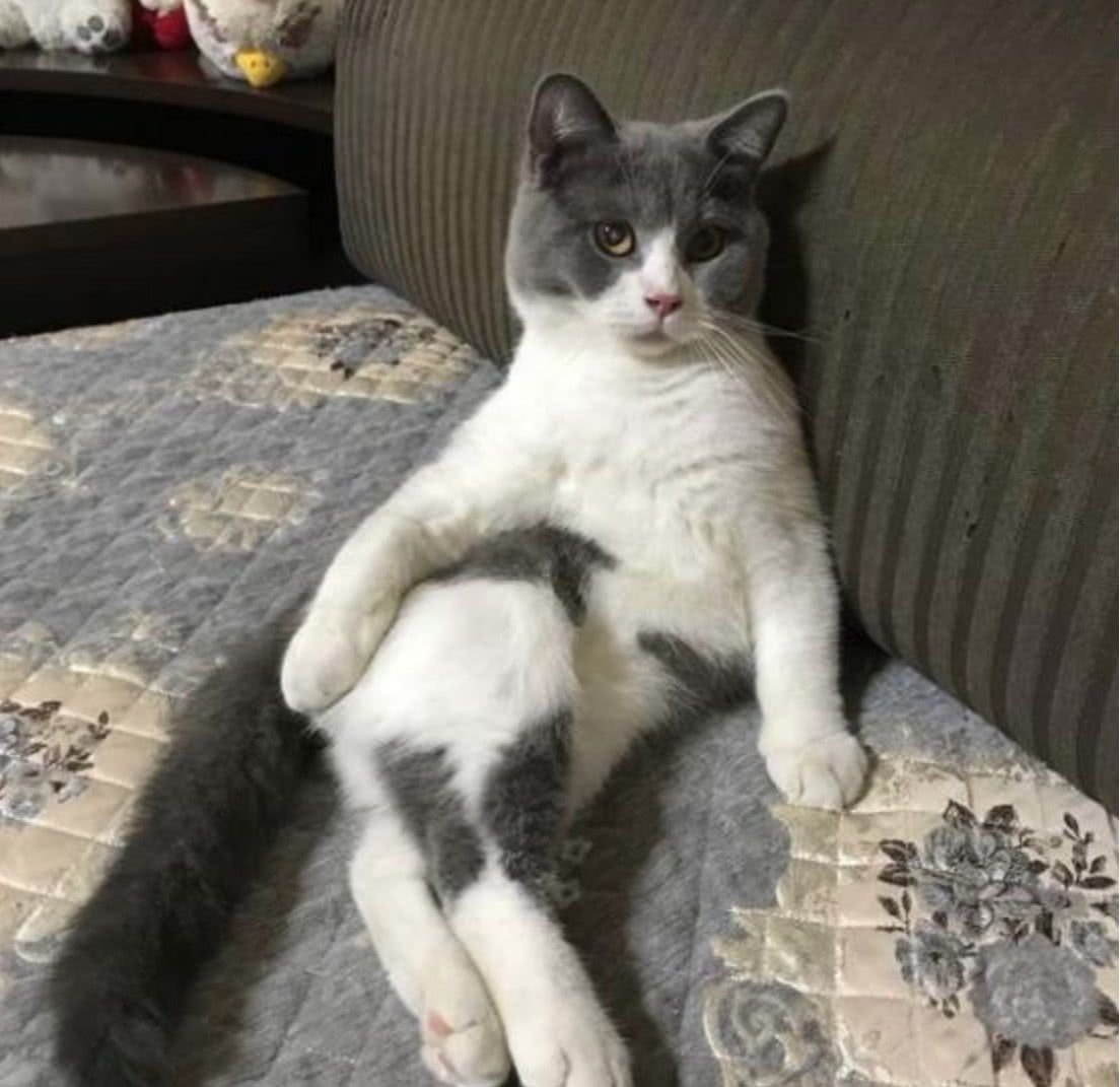 绝育之后猫主子完全变了一只猫这家伙开始变得越来越骚气