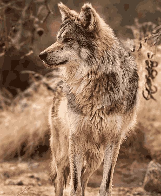 心理测试:4匹狼,哪一匹是狼王?测你下半生过得是否幸福