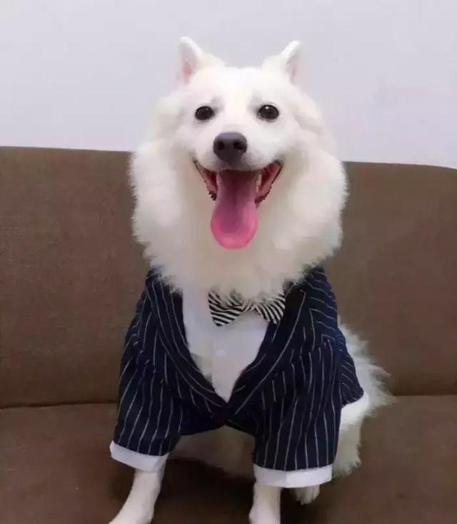 每日一宠银狐犬
