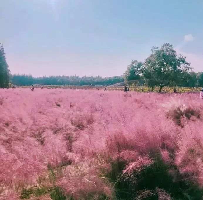 痛心南昌这片抖音里爆红的花海今天竟成了这样