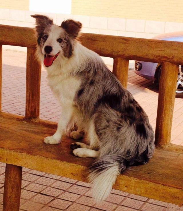 汪界吴彦祖陨石边牧带它出街回头率一定爆表吧