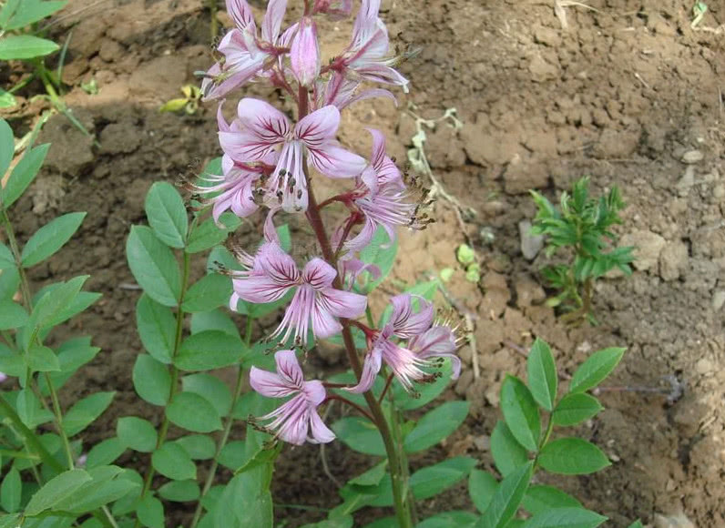 但是也有的地方管它叫千金拔,八股牛,白膻,白羊鲜等,这些称呼还挺有