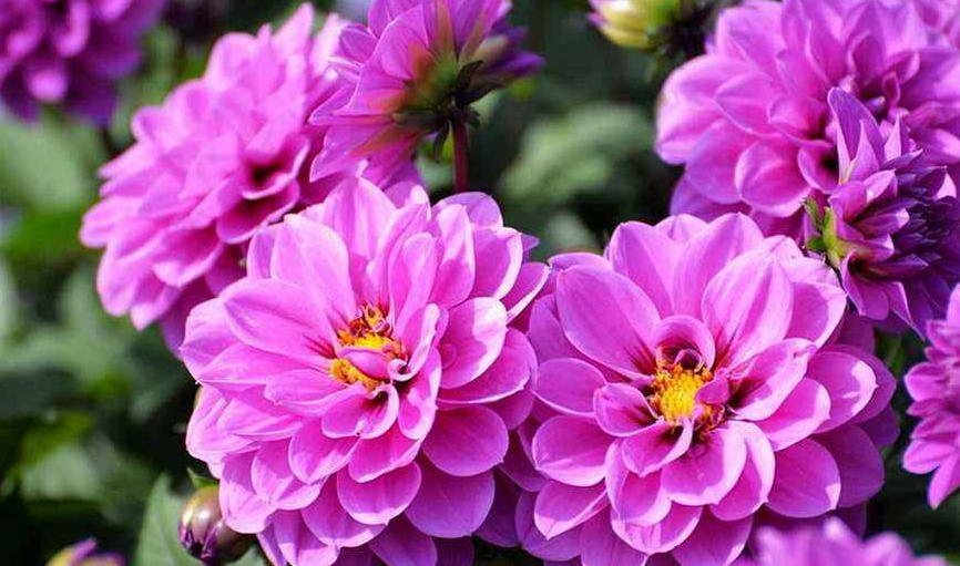 谁属这3生肖,接下来的3年添丁添福,早生贵子,早抱孙子