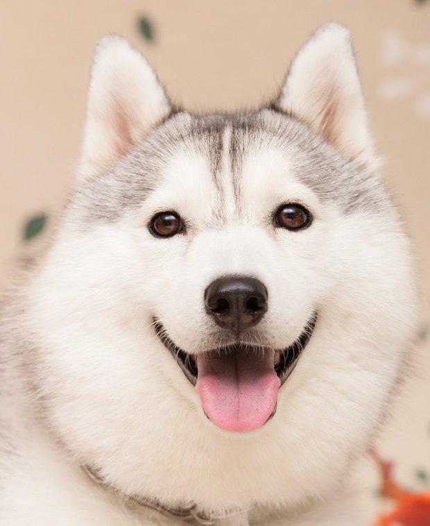 这只哈士奇真的超可爱!平常没笑的样子就一脸无害