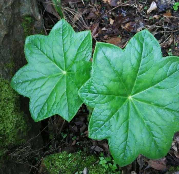 山坡林下生长的这种野草,名字独特,有毒,却具有祛瘀止痛的功效