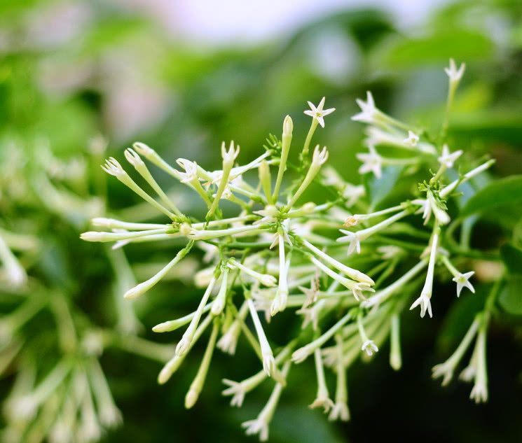 这种植物被人称之为头昏花芳香四溢且价值极其珍贵