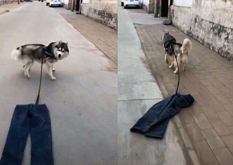 主人将狗绳拴在腰上,遛狗时场面太搞笑,网友:恭喜二哈喜提裤子