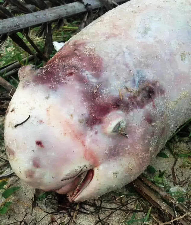 2米长的白色"大鱼"从天而降,竟是被台风吹来?