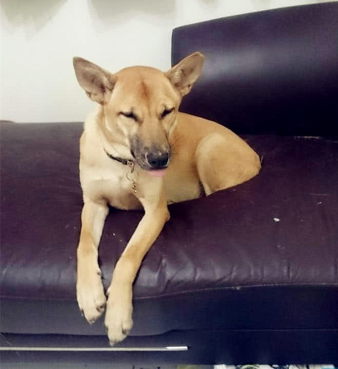 主人回家看到狗子窝在沙发上一动不动,仔细一瞧,笑掉大牙!