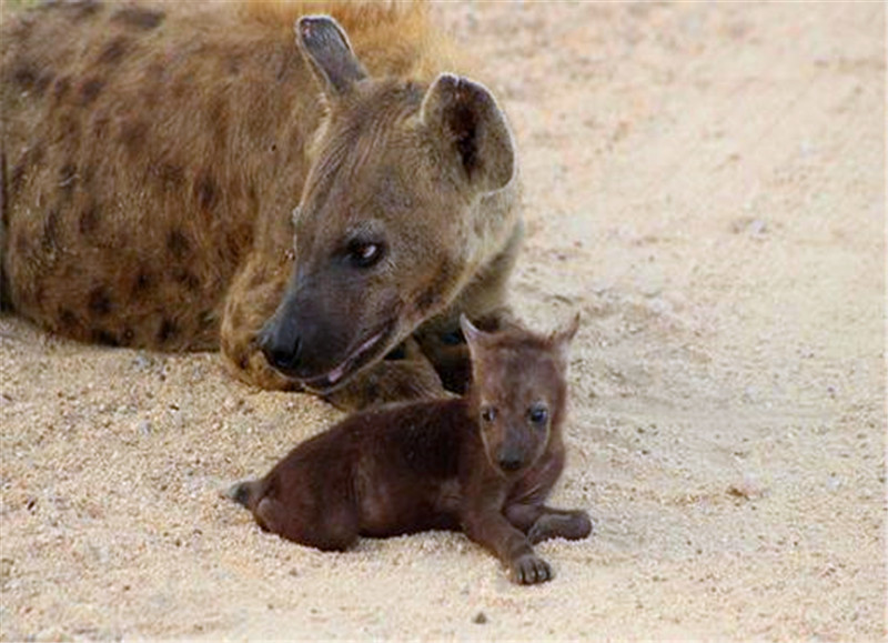刚出生的小鬣狗图片