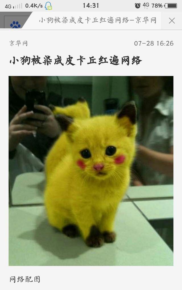 宠物GIF图:你这样坐还有个喵样没有啊|宠物|柴犬|小猫_新浪新闻