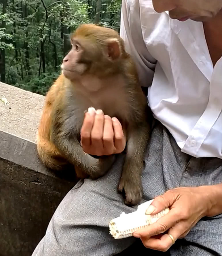 小猴子被男子收养后,享受到贵宾级的待遇,简直是猴生赢家