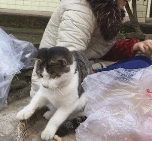 打猫会记仇吗?这样“打”猫才能让它越来越乖,还不会受伤!|猫咪|猫|主人_新浪新闻