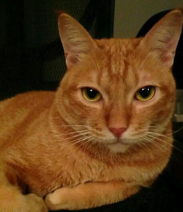 十橘九胖，还有一个压倒炕，为什么橘猫都这么胖？|橘猫|公猫|猫咪_新浪新闻