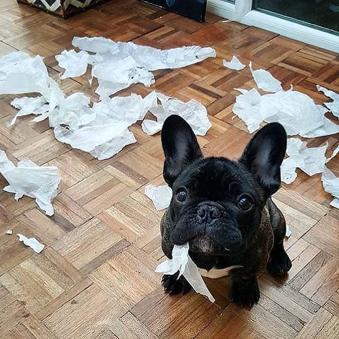 斗牛犬爱翻垃圾桶,女主人竟然这样做,吓得狗子撒腿就跑!