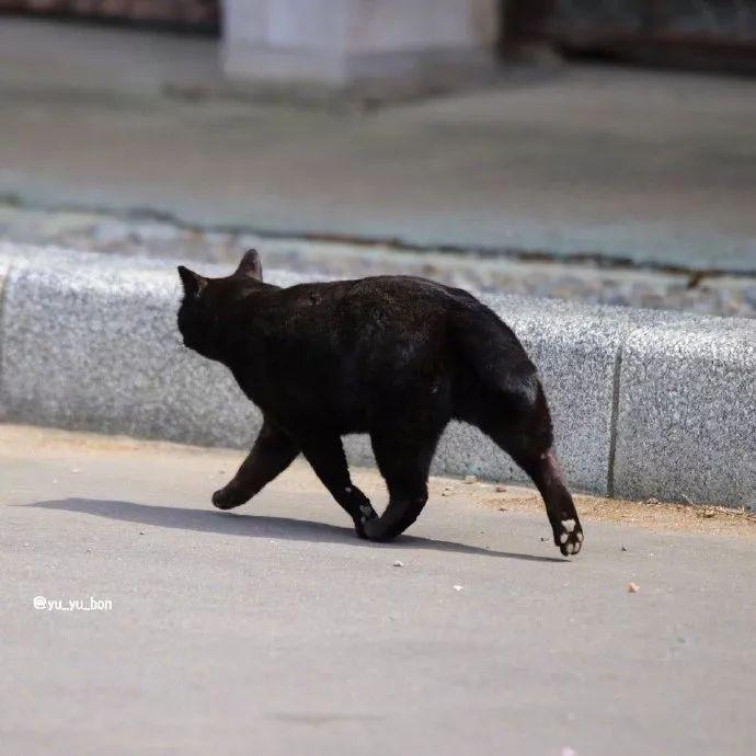 黑猫帅气的走路姿势,竟意外暴露了自己的爪爪