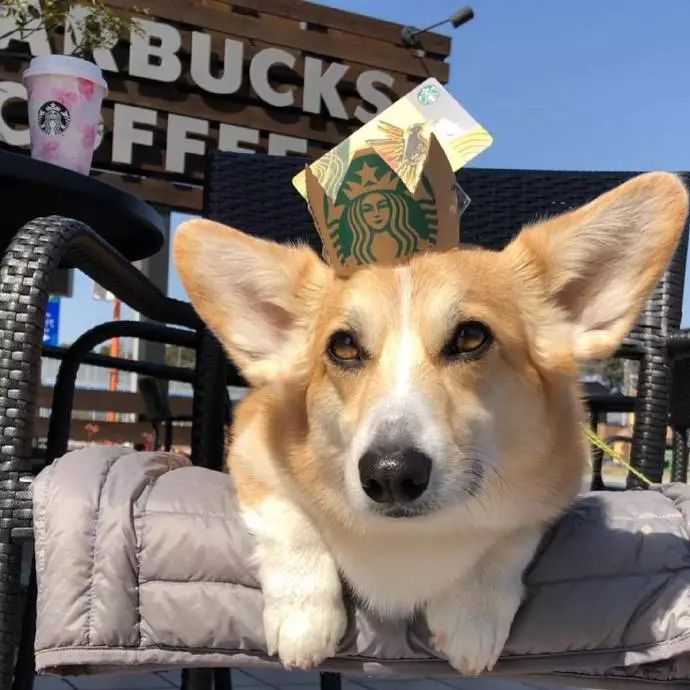 每次一碰到杯子,就要显摆一下自己的独门绝技!看,我厉害不!