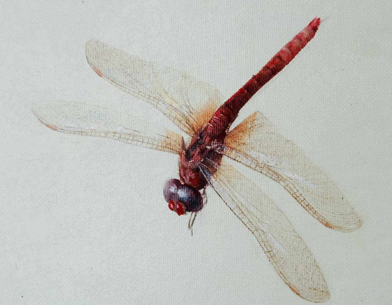 红蜻蜓|蜻蜓|油画_新浪新闻