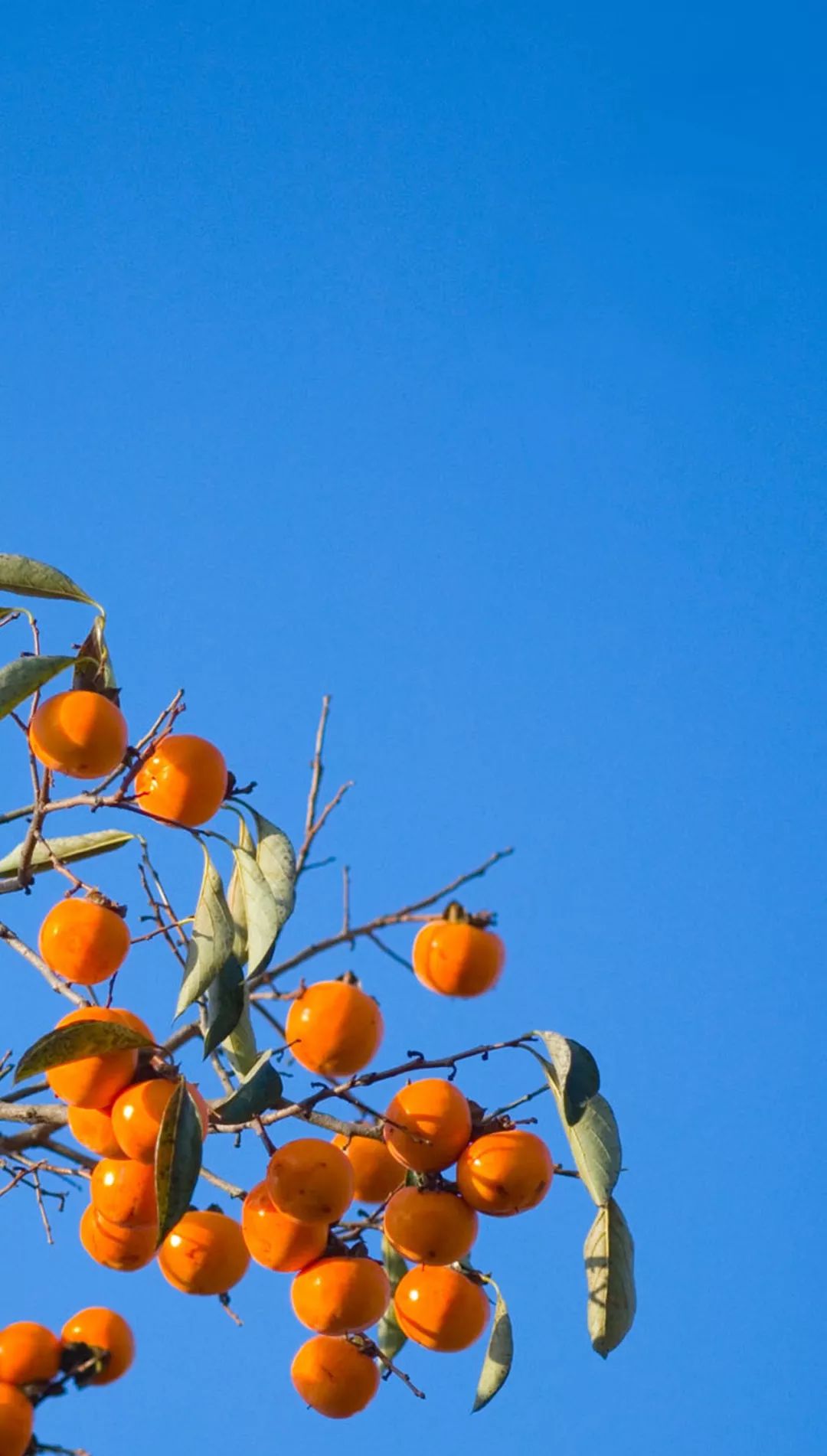 山东最佳拍照地已上线!枫"情万种,芦苇依依,山水一色!