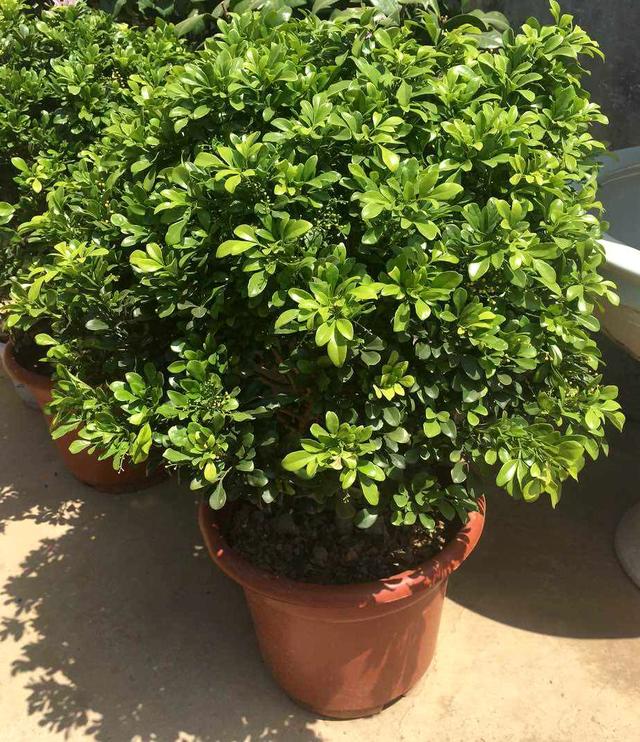 米兰花怎么养家庭养法(米兰花怎么养才愿意开花)