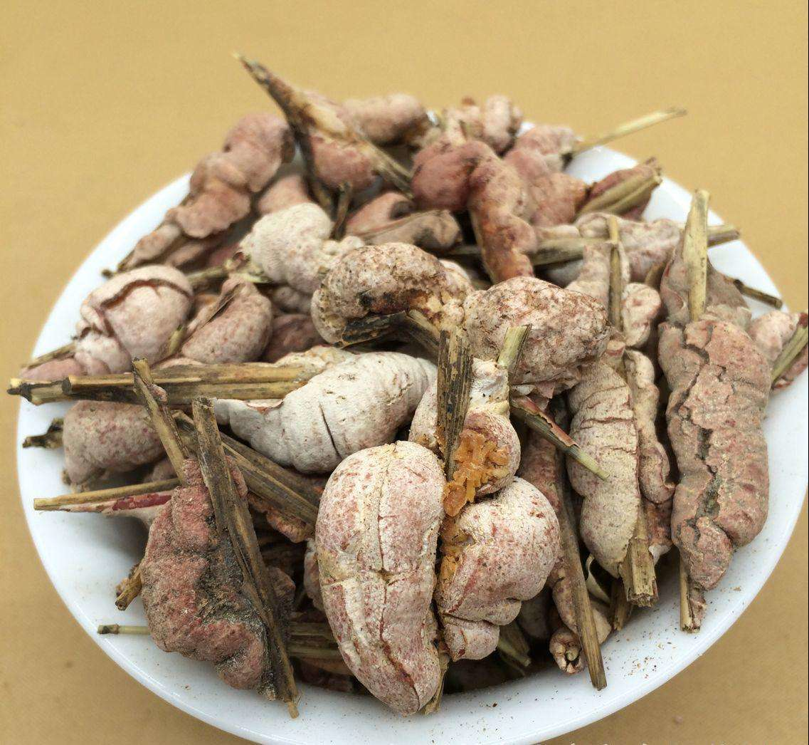 山里寄生在竹子身上的物种,像个瘤子一样,却具有抗肿瘤的功效