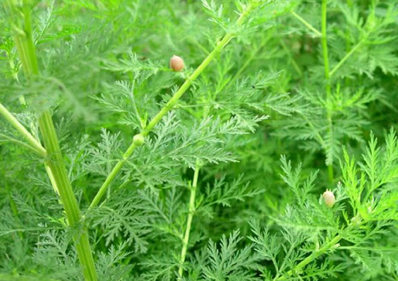 农村很多农民靠它成了万元户如今市场可卖到350元一斤