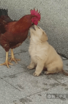 狗子太懒不想动,于是大爷用这样的法子遛狗