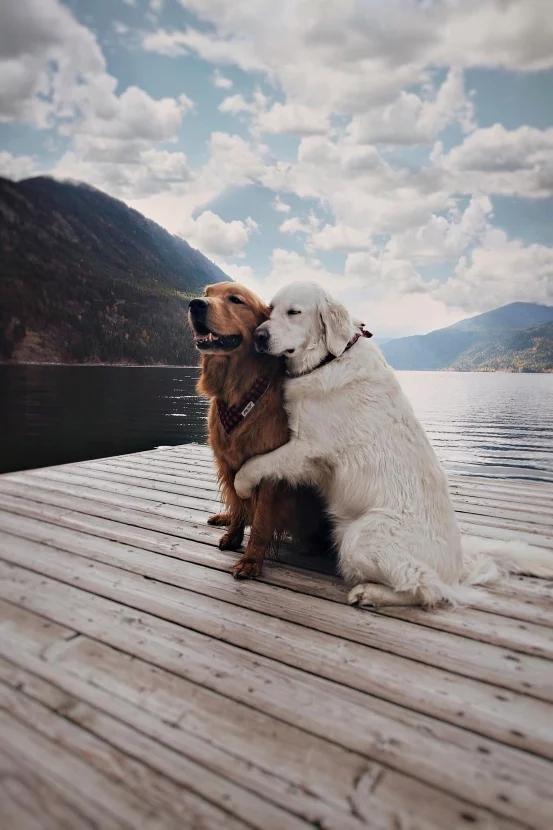 求解这两只狗狗是友情还是爱情