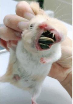 主人叫仓鼠吐瓜子,一吐28粒,乖宝宝要被气哭了