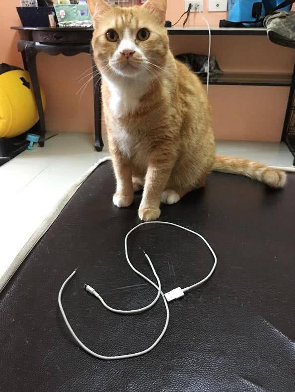 傻猫把充电线咬断,网友把猫咪一顿臭骂,猫:它们头和尾巴在打架