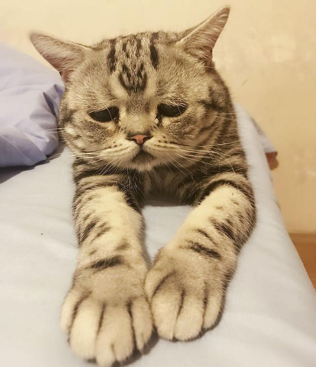 这可能是世界上最伤心的猫了看着心疼呢