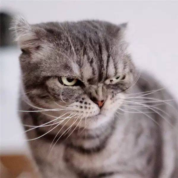 汪来喵去: 日本有一只网红喵, 分分钟给你表演霸道总裁!