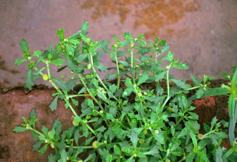 不管多厉害的鼻炎一把鹅不食草就搞定效果好还不反复