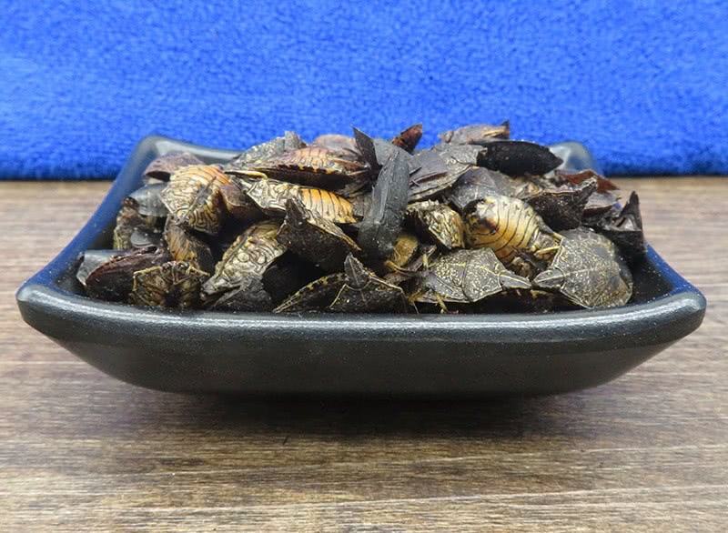 若在农村见到这种臭虫,那你就赚到了,俗称"九香"200元一盘