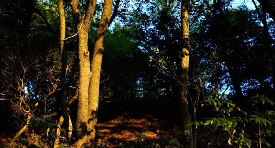 森林飞机头在哪