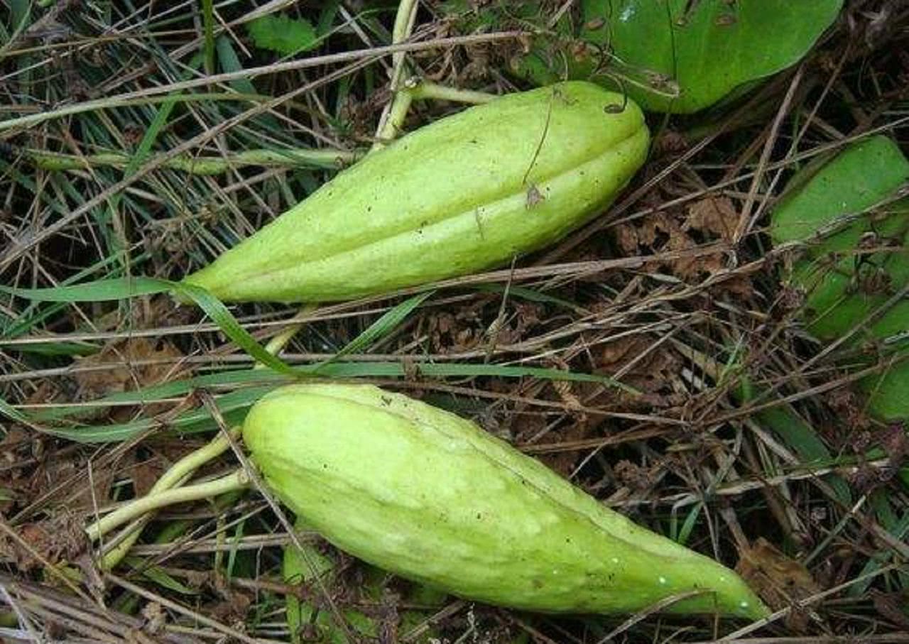 农村有种植物叫"麻雀棺材",见到记得一定要摘回家,有惊喜|草药|麻雀