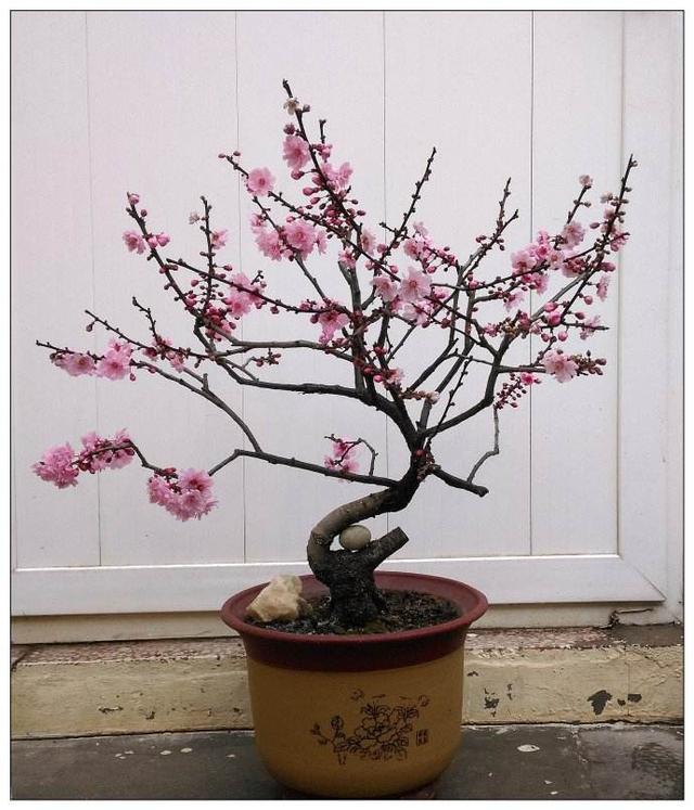 美人梅盆景是时下最流行的梅花盆景,它抵抗严寒的能力是杠杠的,就算是