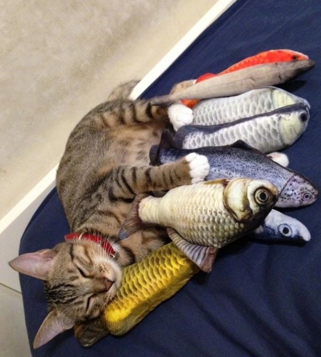 在日本有一个流氓猫,因为坐在树上往行人头上擤鼻涕而被捕