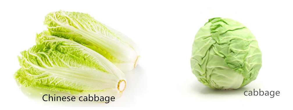 chinese cabbage不是中国卷心菜,这份美食词汇表请收好