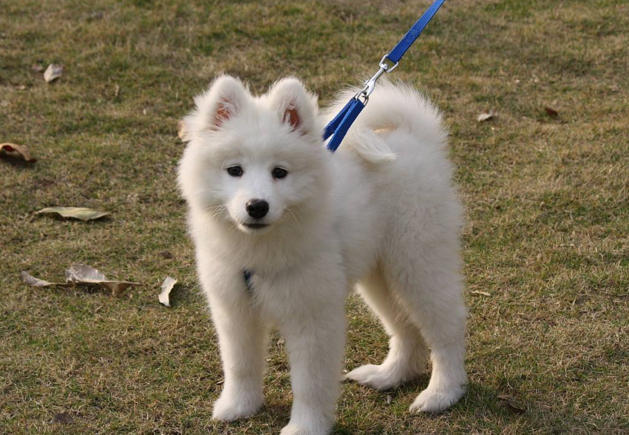 加泰罗尼亚牧羊犬的介绍