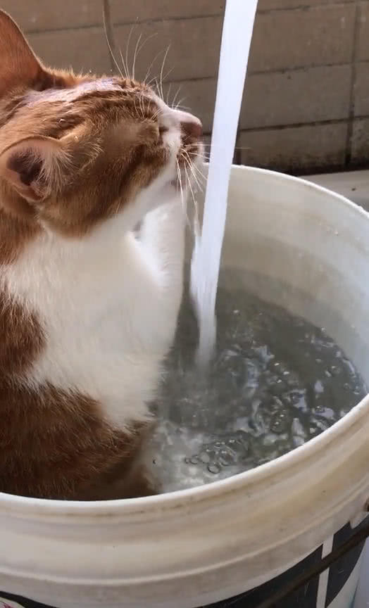 网友在厨房往桶里装水,中途接了个电话,再回来时看到了眼前这幕